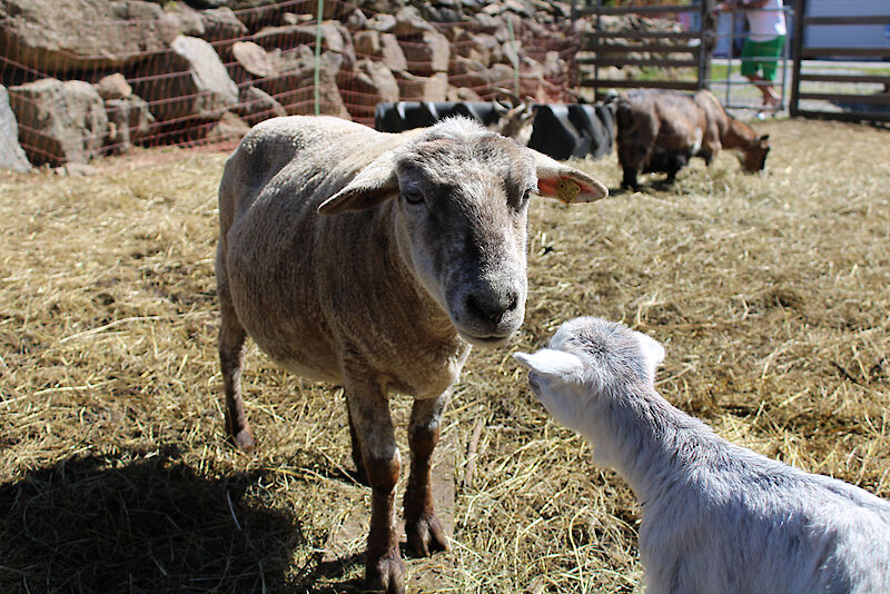 Ferienhof mit Tieren im Bayerischen Wald